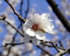 Flower Almond Tree Flowering