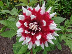 dahlia flower flower dahlia flowers