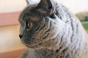 Animals Cute Mammals