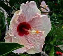 Ibisco Pink Petals Flower