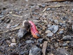 Caterpillar Pupa The Larva