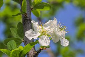 Flower Nature Plum Tree