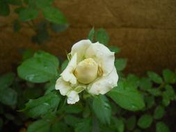 White Rose