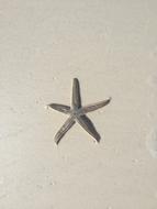 Seashore Beach Sand