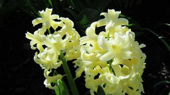Hyacinth Yellow Flower