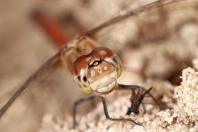 Nature Dragonfly Macro