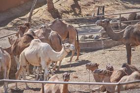 Camel Eat Straw