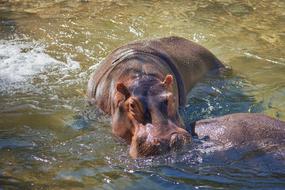 Hippo River Water