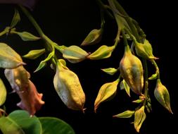 Trasluz Plant Branch