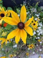 Yellow Flower Outdoor