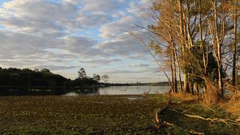 Nature Tree Landscape No