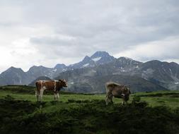 Mountain Landscape Meadow