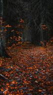 Autumn Forest Leaves