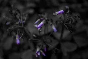 Flower Garden Outdoors