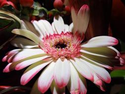 Nostalgia Astra Flower