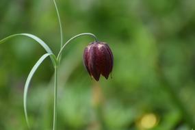 Tulip Motley Fritillaria Meleagris