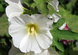 Althea Hollyhock White Flower
