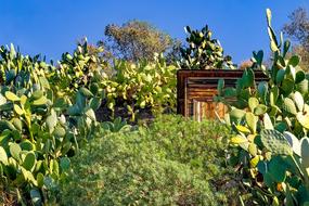 Prickly Pear Cactus Fatty Plant