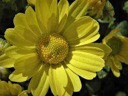 Flower Yellow