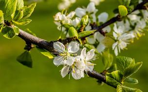 Plum Blossoms Tree Prunus