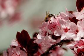 Blossom Bee Spring