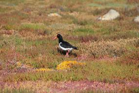 Pied Oystercatcher Wild Nature