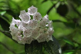 Mountain Laurel Blooms