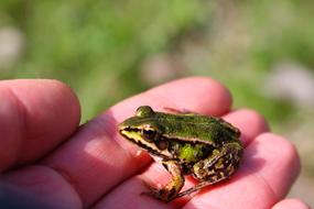 Amphibians Bezogonowe Amphibian