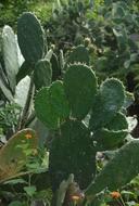 garden cactus