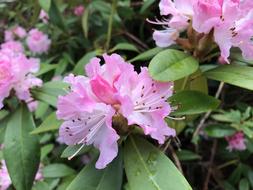 Rhododendrons Flowers Beautiful