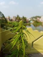 Nature Flora Outdoors