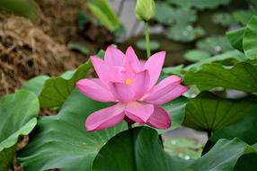 Lotus Pink Flowers
