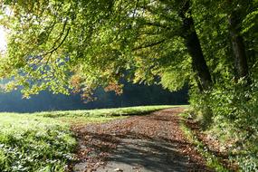 Forest Leaves Autumn
