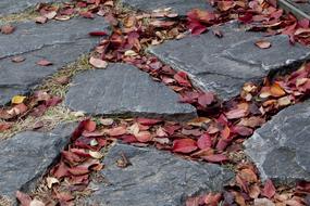 Maple Leaf Autumn Leaves