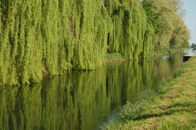 Nature Tree Landscape