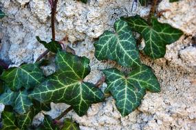 Plant Nature Foliage