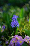 Garden Hyacinth Flower Blossom
