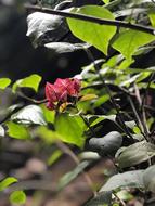 Rain First Flower Plant