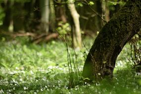 Forest Spring Flowers