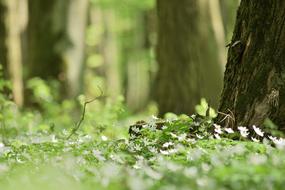 Spring Macro Flowers