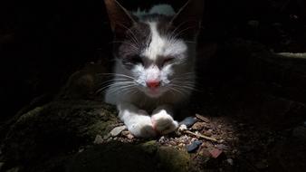 Nice Animalia Nature Looking