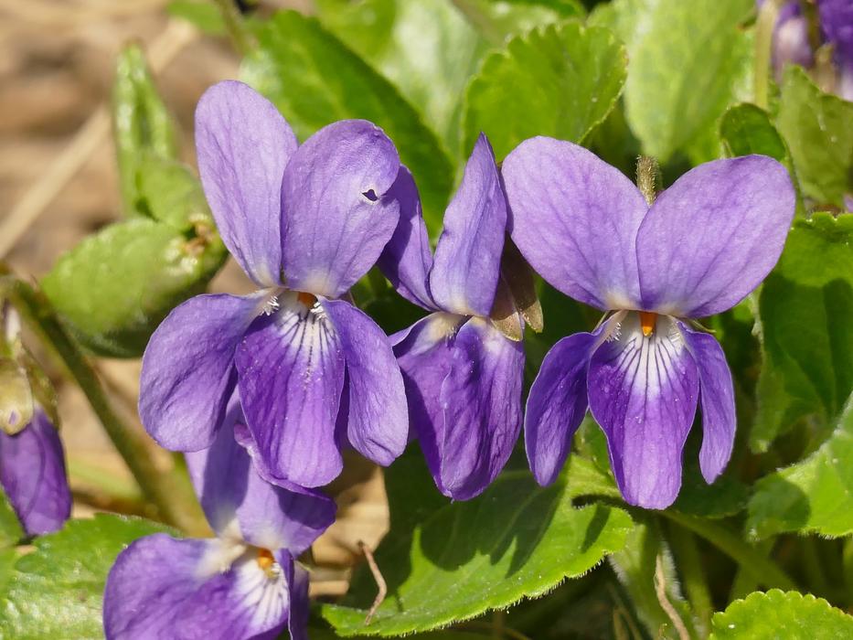 Flower Spring Nature