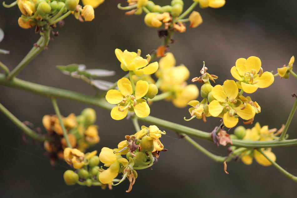 Yellow Flowers blur