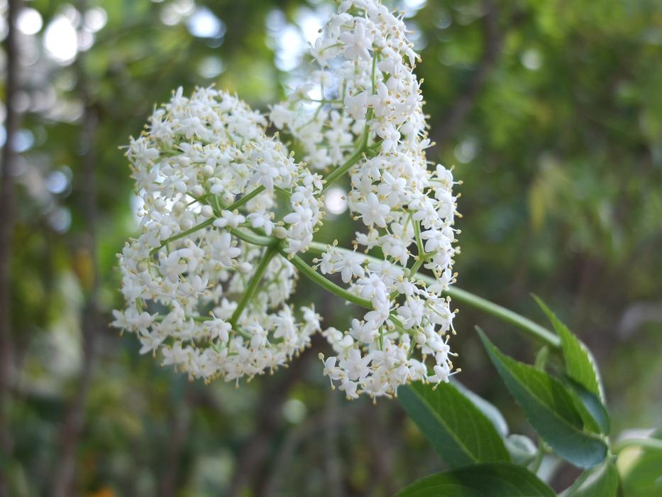 Flowers Bunch White