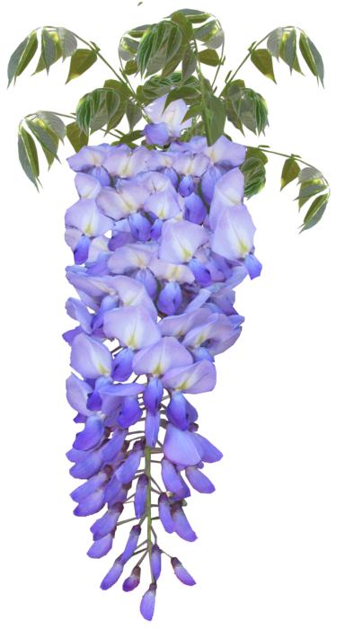 Wisteria Flower
