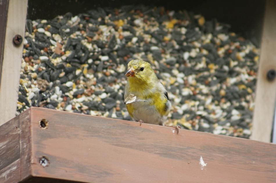 Nature Bird Female Gold finch