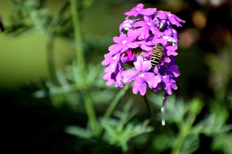 Flower Flora Nature