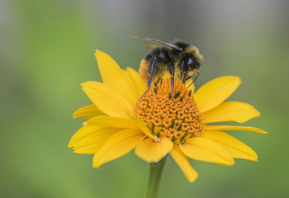 Nature Bee Insect
