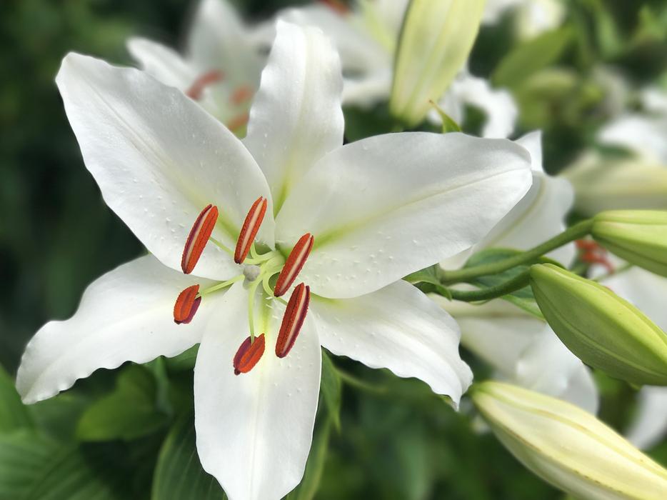 Macro Picture Flower