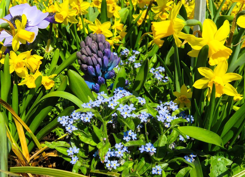 Nature Flowers Spring